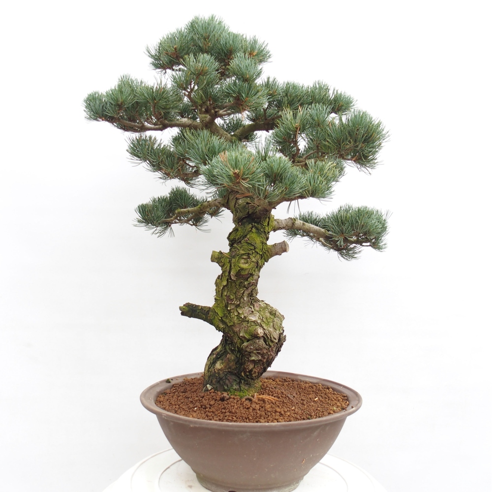 Bonsai für draußen - Pinus parviflora - Pinus parviflora