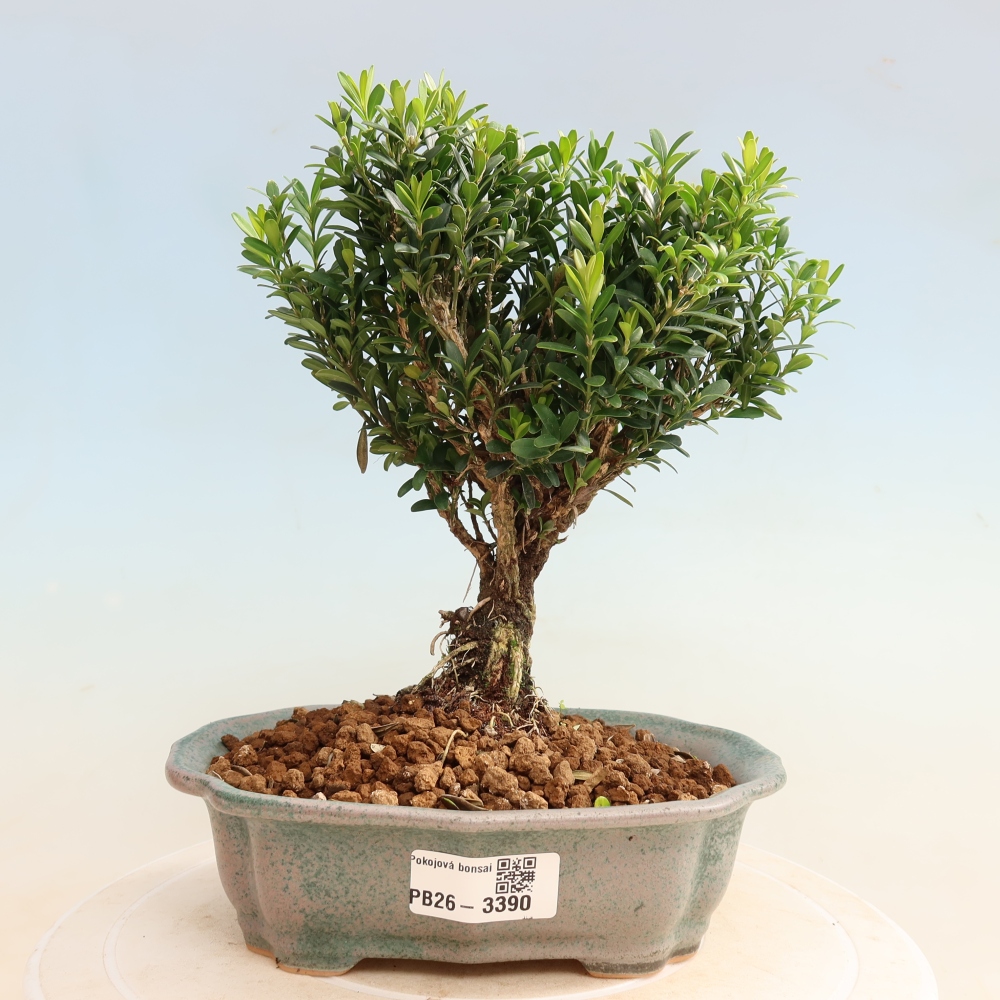 Zimmer Bonsai - Buxus harlandii - Korkbuxus