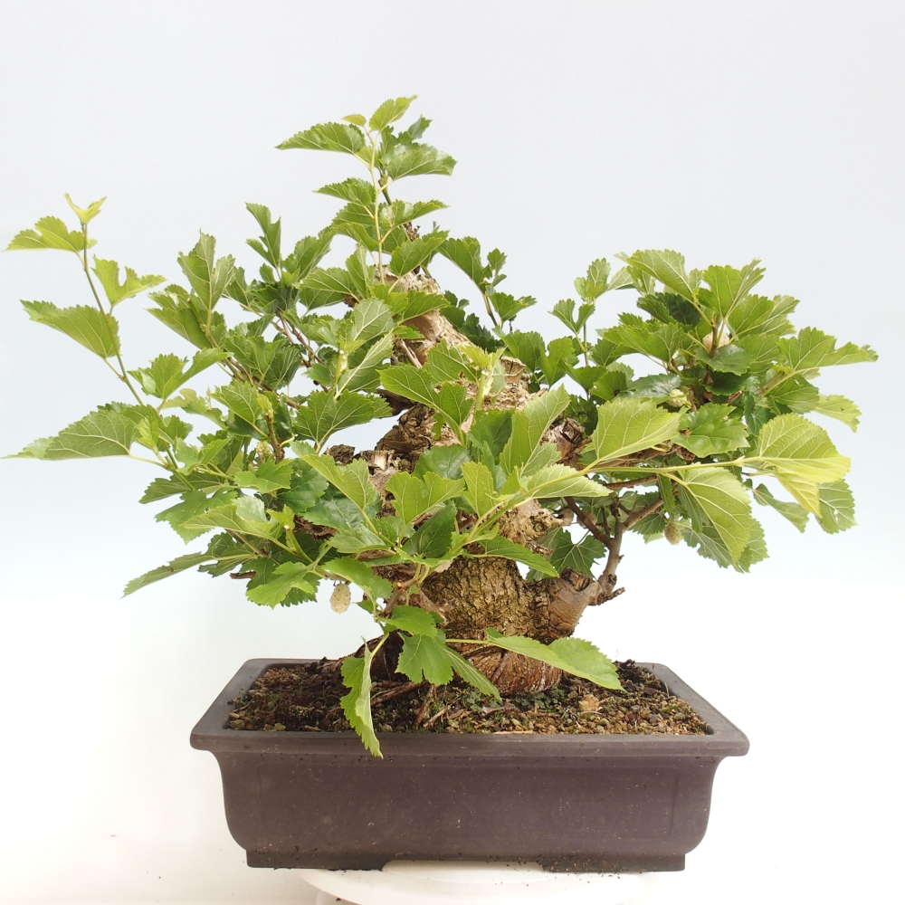 Bonsai für draußen -Morus alba - Maulbeere