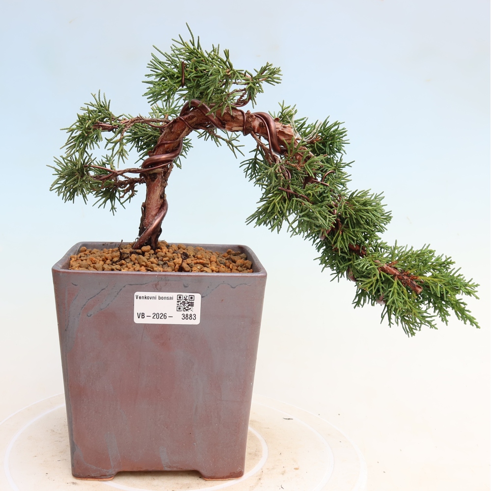 Bonsai für draußen - Juniperus chinensis Kishu