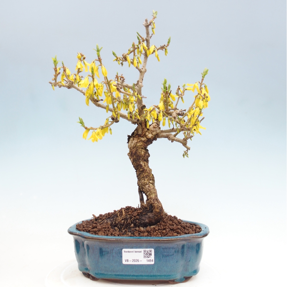 Bonsai für draußen - Zlatice - Forsythia koreana