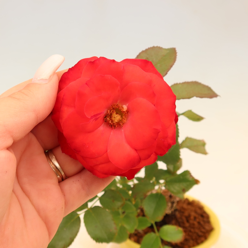 Bonsai für draußen - Rosa Kordes - Rose