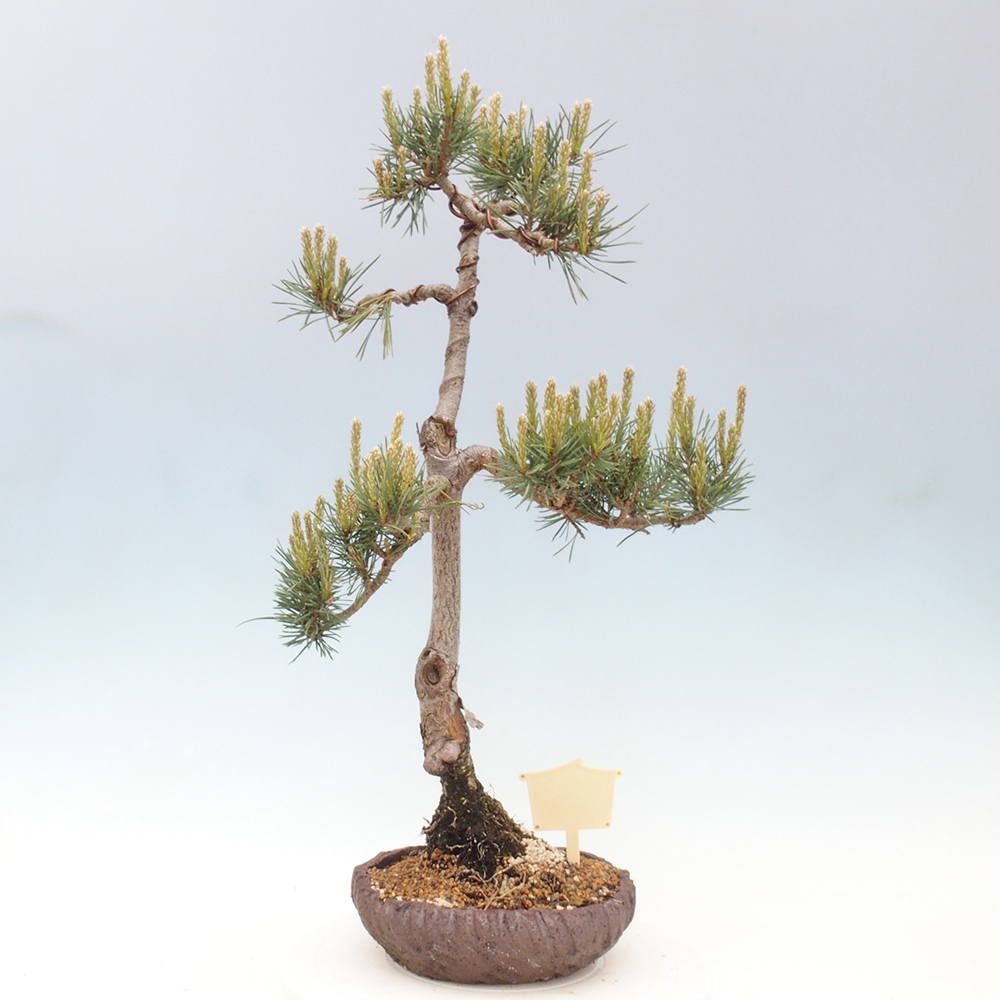 Bonsai für draußen - Pinus Sylvestris Watererri - Waldkiefer