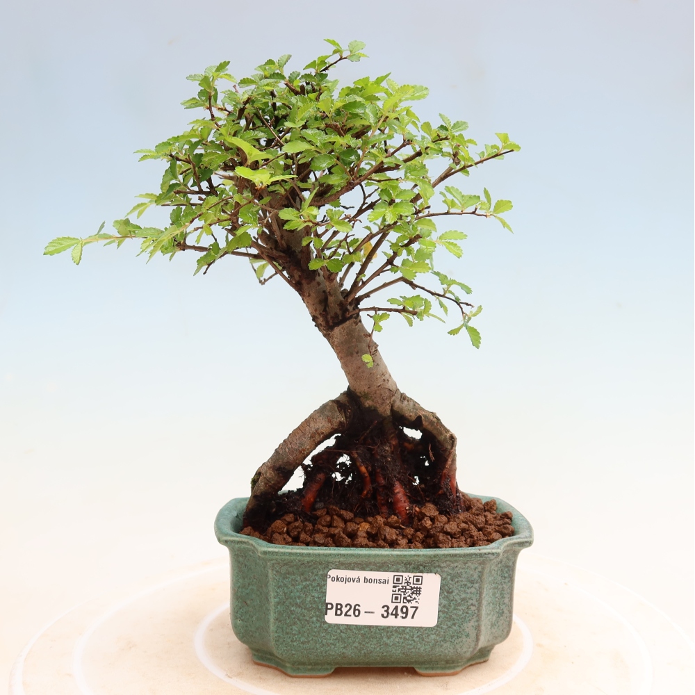 Zimmerbonsai - Ulmus parvifolia - Kleinblättrige Ulme