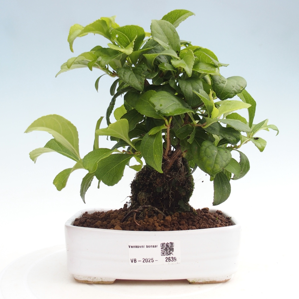 Bonsai für draußen - Celastrus orbiculatus