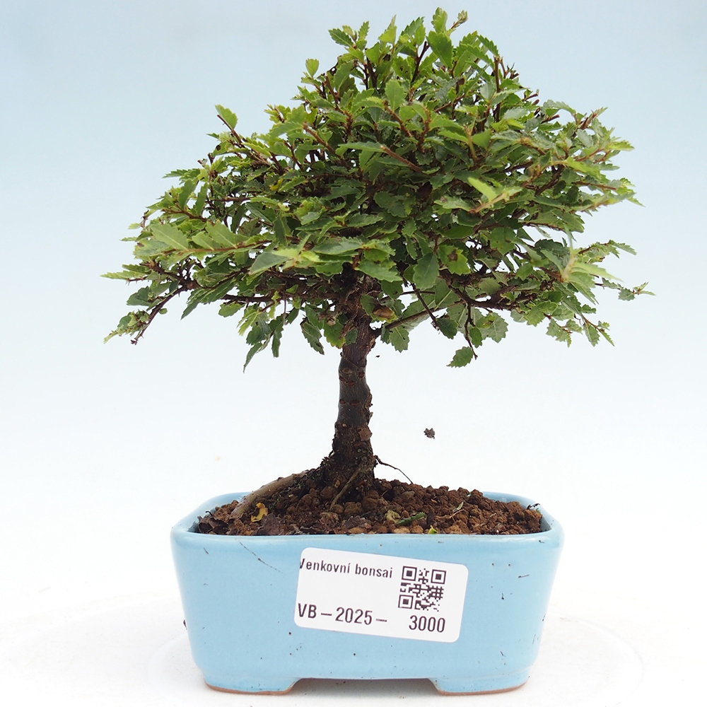 Bonsai für draußen - Ulmus parvifolia Sagei - Kleinblättrige Ulme