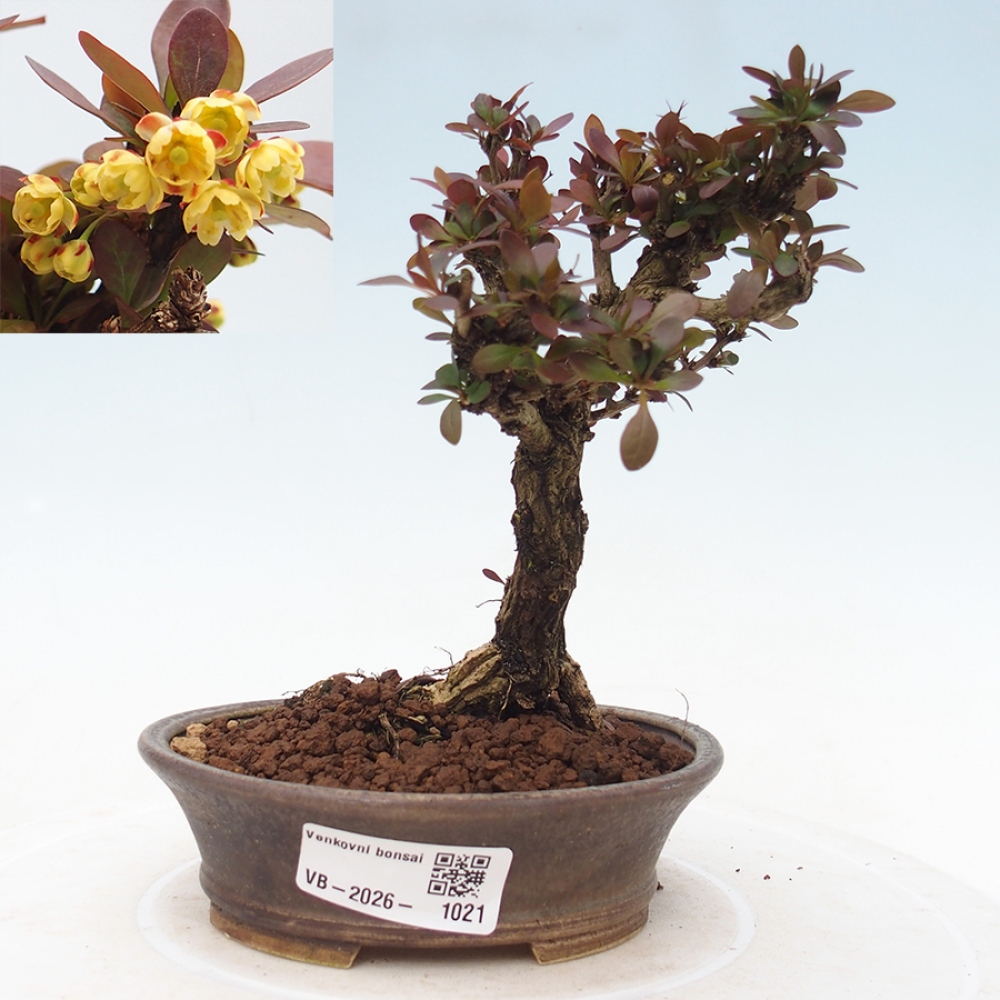 Bonsai für draußen - Berberis Thunbergii Bagatelle