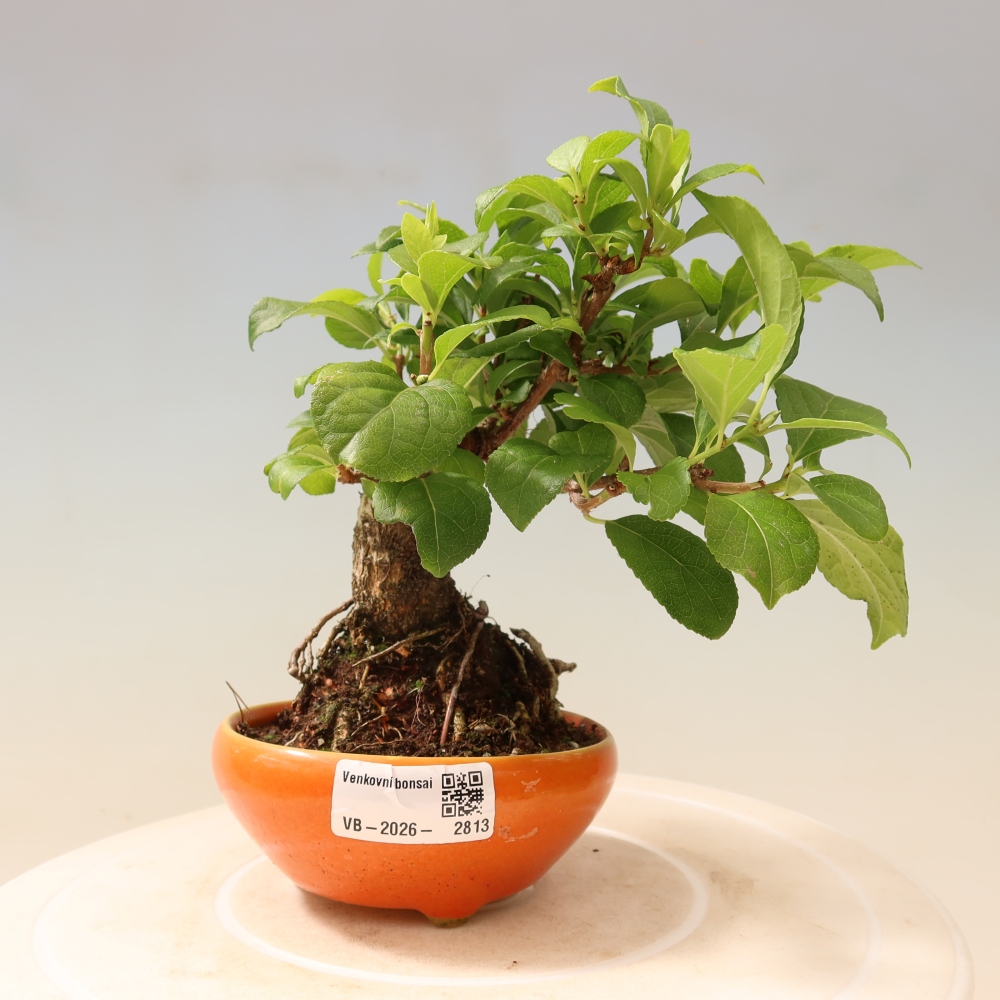 Bonsai für draußen - Celastrus orbiculatus