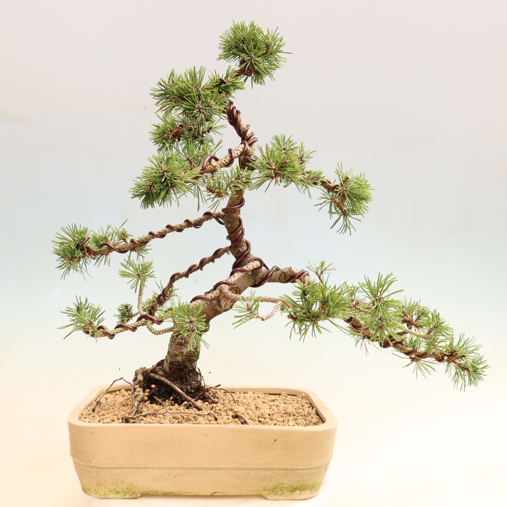 Bonsai für den Außenbereich – Pinus mugo Humpy – Zwergkiefer