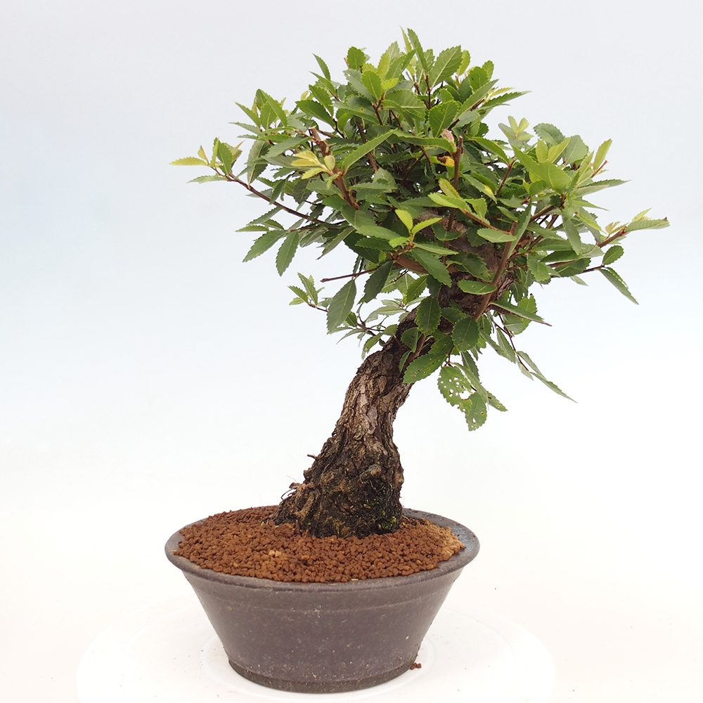 Bonsai für draußen - Zelkova - Zelkova NIRE