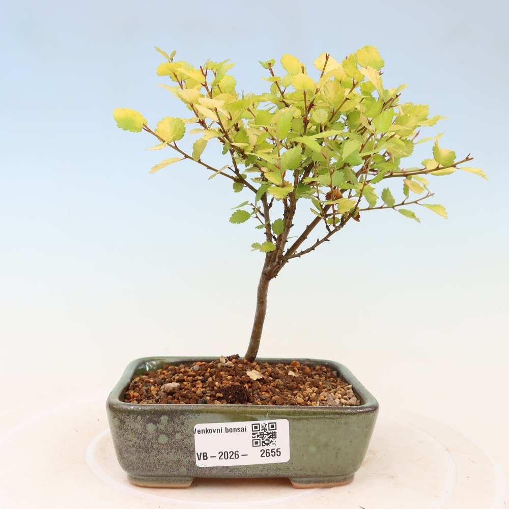 Bonsai für den Außenbereich – Zwergbirke – Betula NANA Golden Treasure