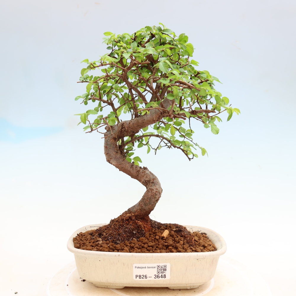 Zimmerbonsai - Ulmus parvifolia - Kleinblättrige Ulme