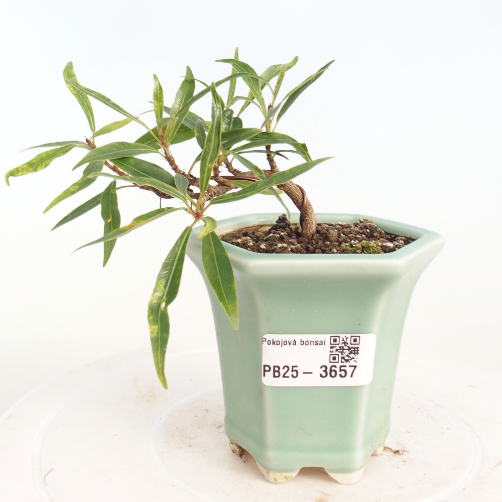 Zimmerbonsai - Ficus nerifolia - Kleinblättriger Ficus