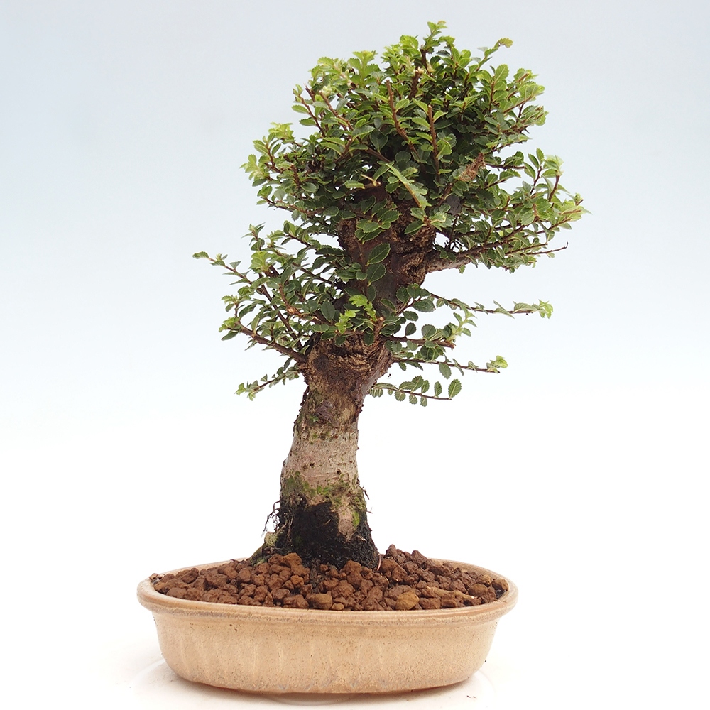 Bonsai für draußen - Ulmus parvifolia Hokkaido - Chinesische Ulme