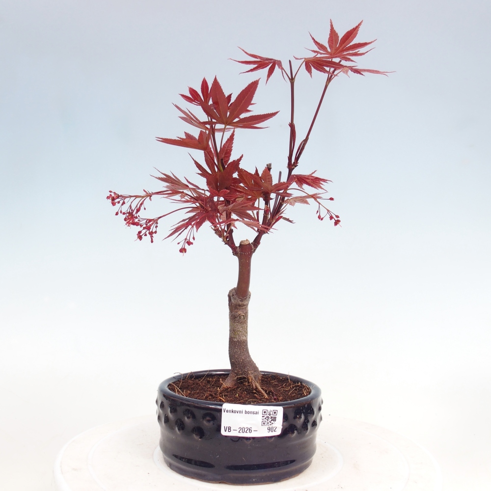 Bonsai für draußen - Acer-Palme. Atropurpureum-Javor palmate
