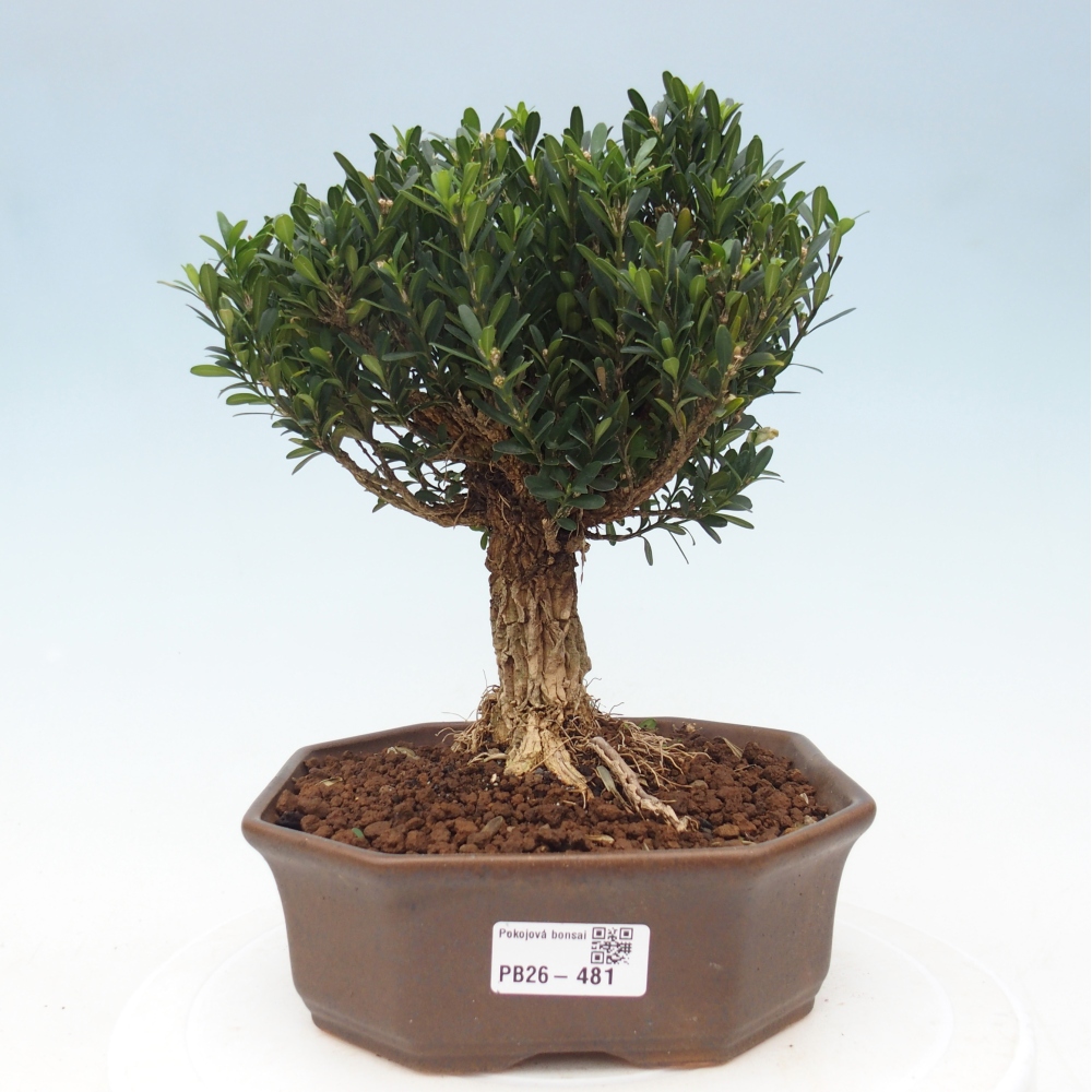 Zimmer Bonsai - Buxus harlandii - Korkbuxus