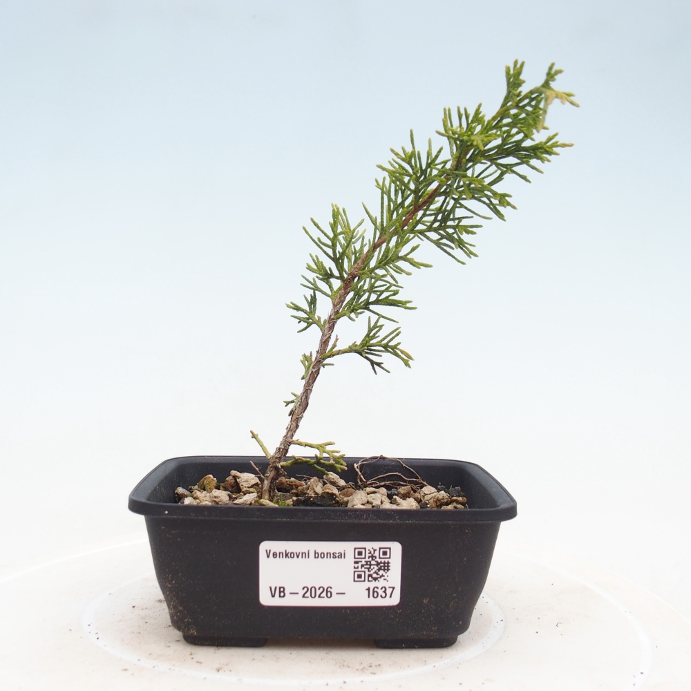 Bonsai für draußen - Juniperus chinensis Itoigawa