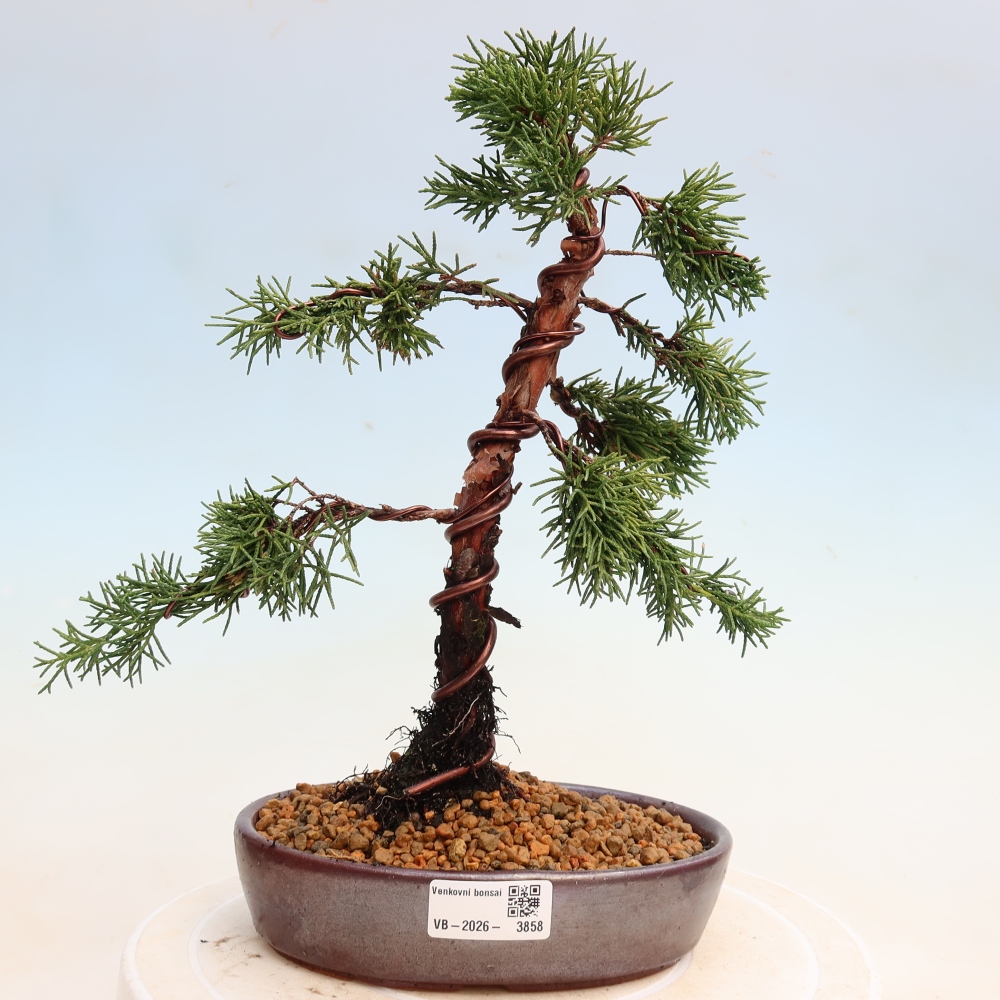Bonsai für draußen - Juniperus chinensis Kishu