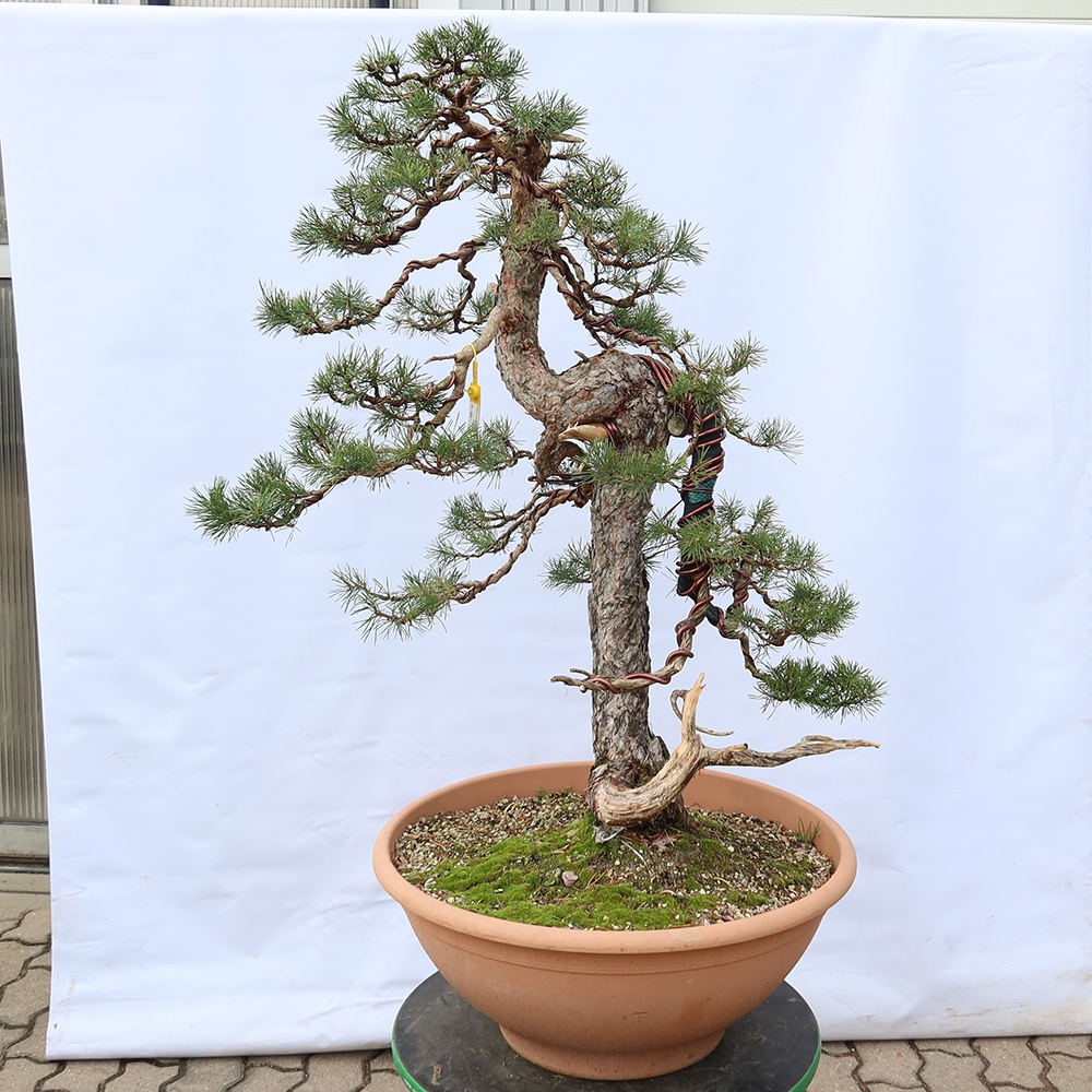 Pinus sylvestris Spanien – Waldkiefer