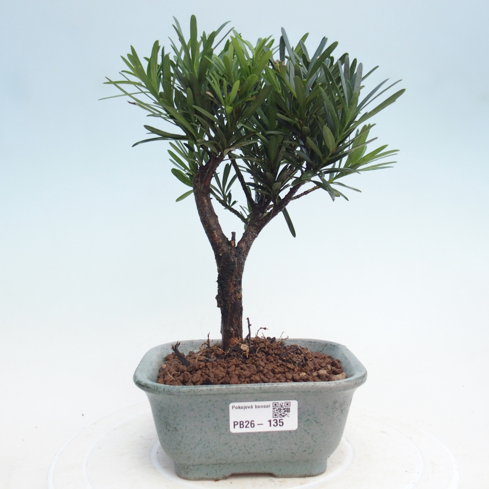 Zimmerbonsai - Podocarpus - Stein-Eibe