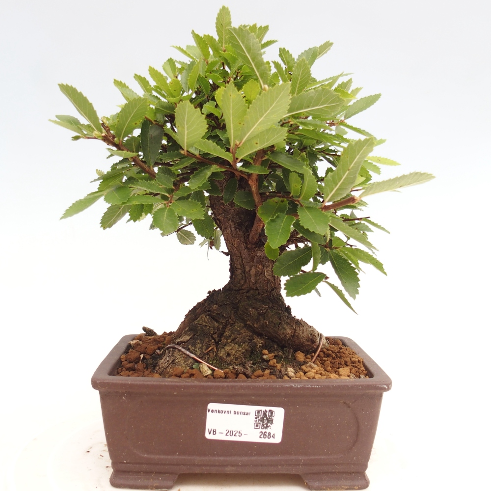 Bonsai für draußen - Zelkova - Zelkova NIRE