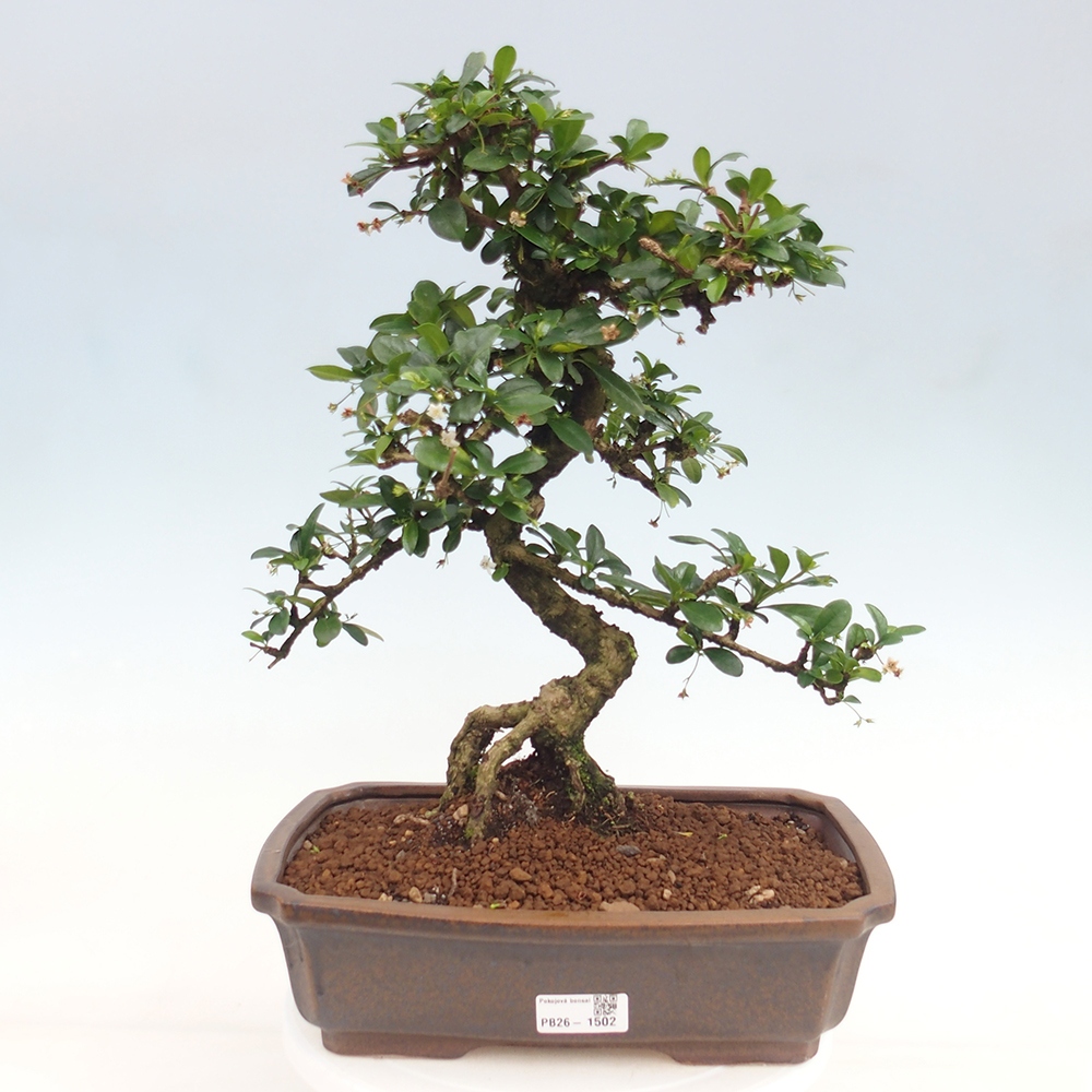 Zimmer-Bonsai - Carmona macrophylla - Tee-Fuki