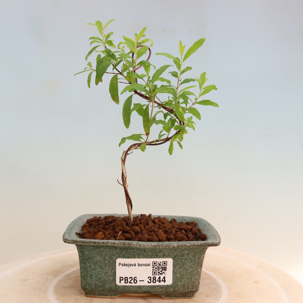 Zimmer-Bonsai-PUNICA granatum nana-Apfel-Granatapfel