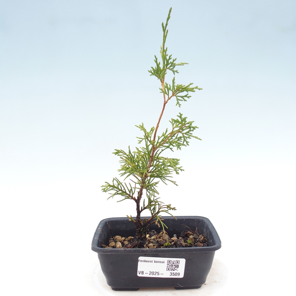 Bonsai für draußen - Juniperus chinensis Itoigawa