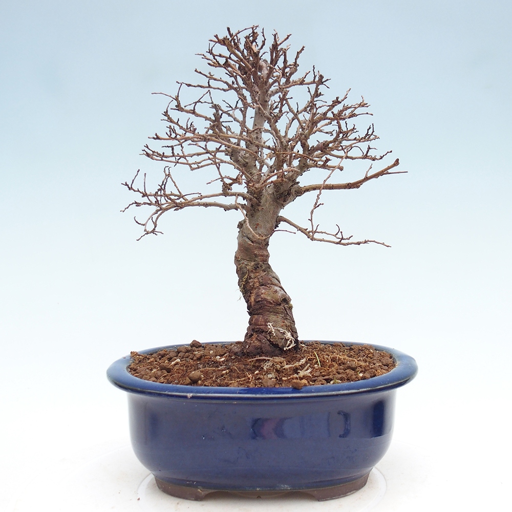 Bonsai für draußen - Zelkova - Zelkova NIRE