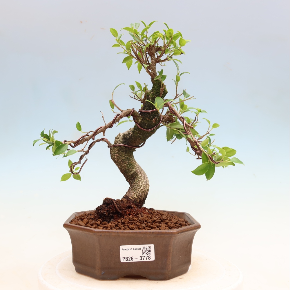 Zimmerbonsai - Ficus kimmen - Kleinblättriger Ficus