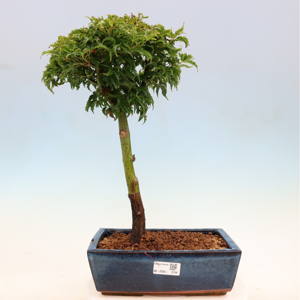 Bonsai für draußen -Javor-Palme Acer palmatum Shishigashira