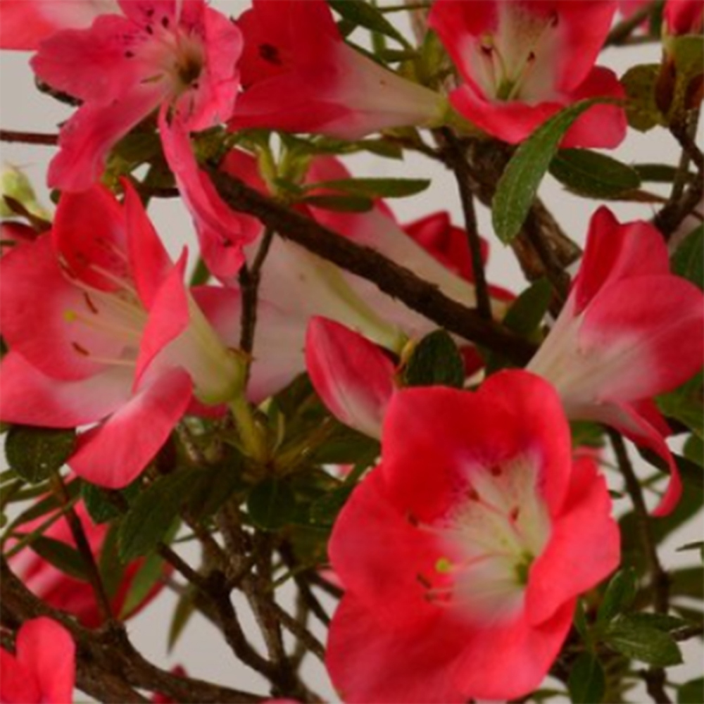 Bonsai für draußen - Japanische Azalee - Azalee Beniko