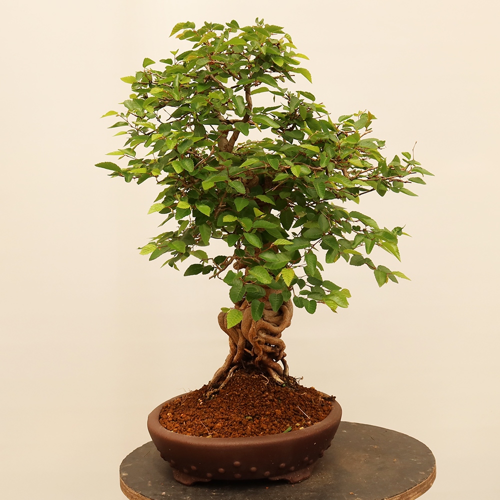 Bonsai für draußen - Karpinus Coreana - Koreanische Hainbuche