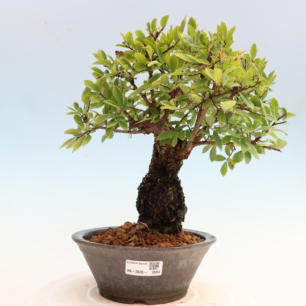 Bonsai für draußen - Zelkova - Zelkova NIRE