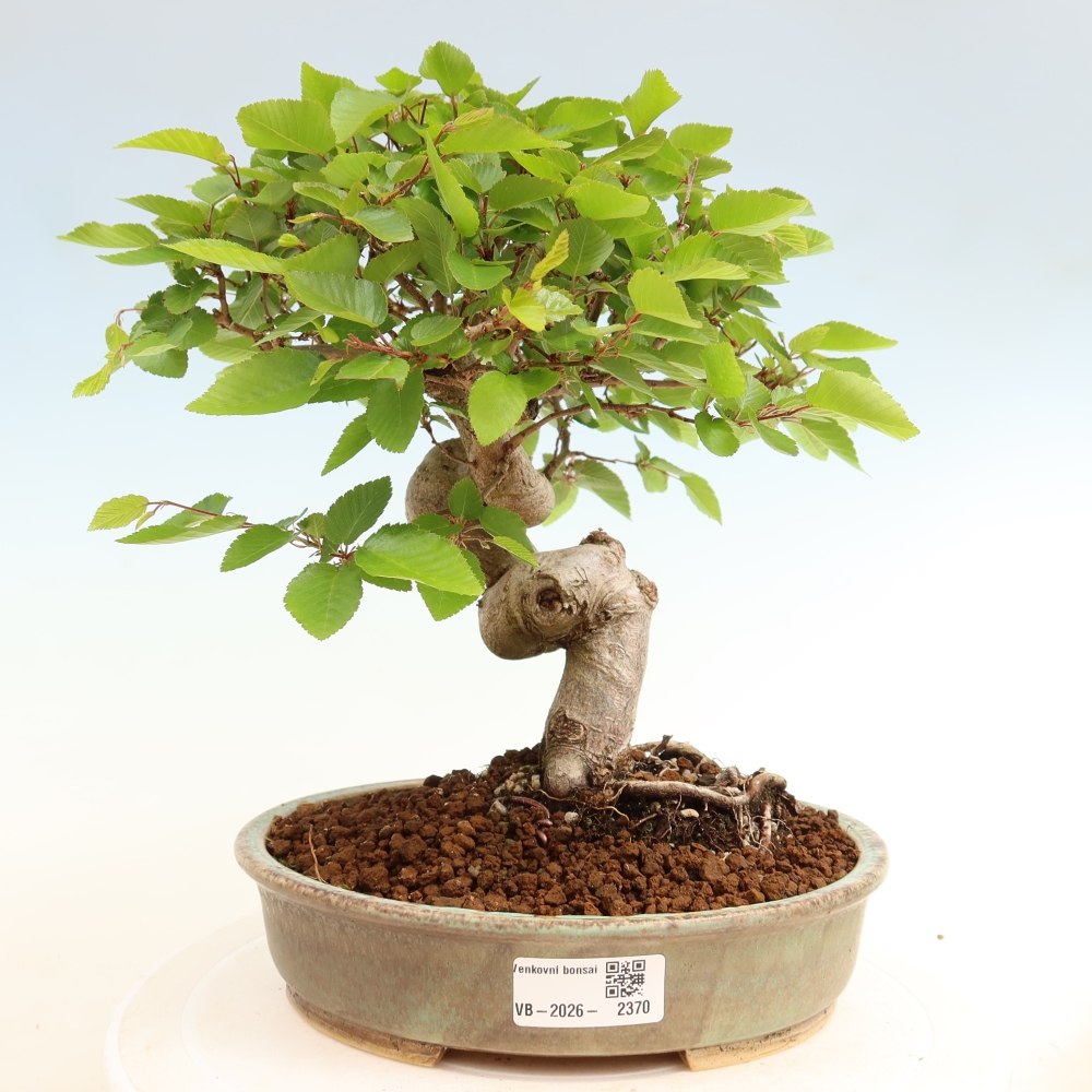 Bonsai für draußen - Karpinus Coreana - Koreanische Hainbuche